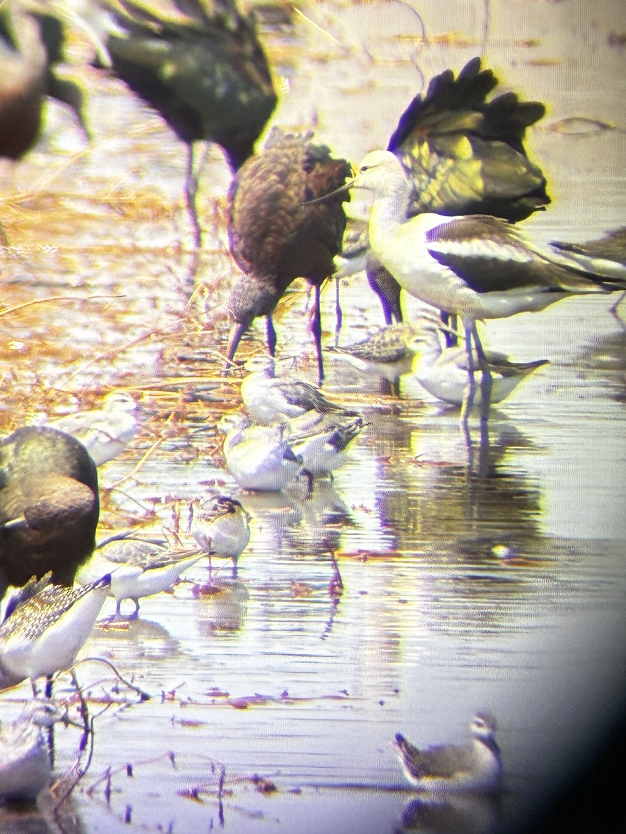 Stilt Sandpiper - ML640681141