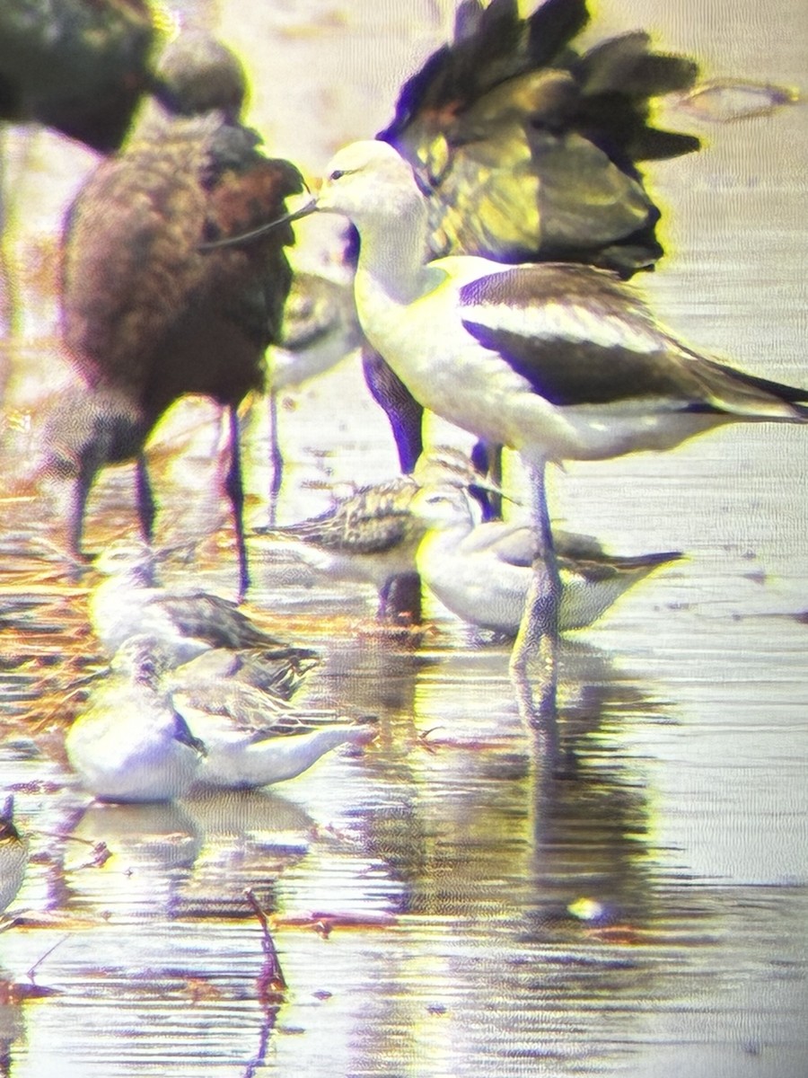 Stilt Sandpiper - ML640681142