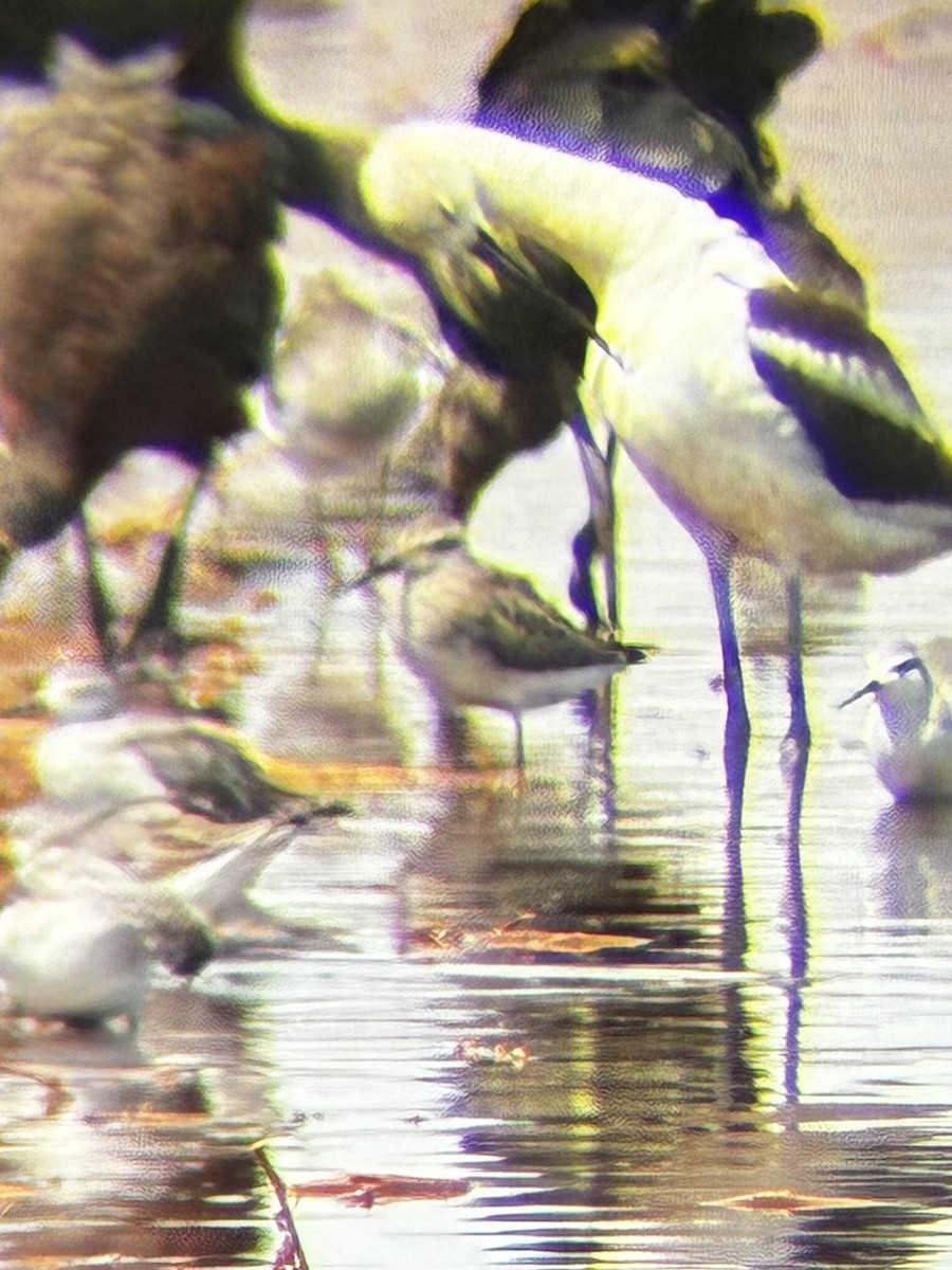 Stilt Sandpiper - ML640681143