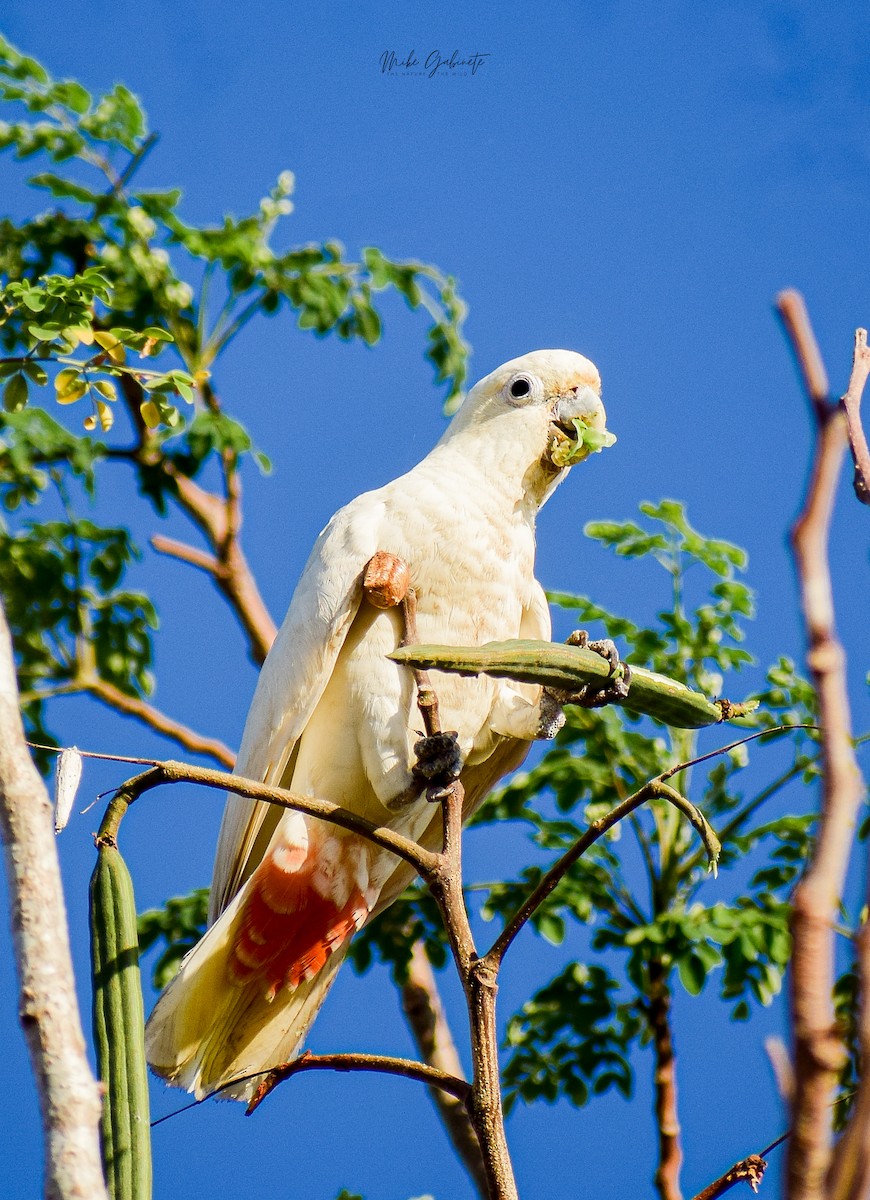 Cacatoès des Philippines - ML640681160