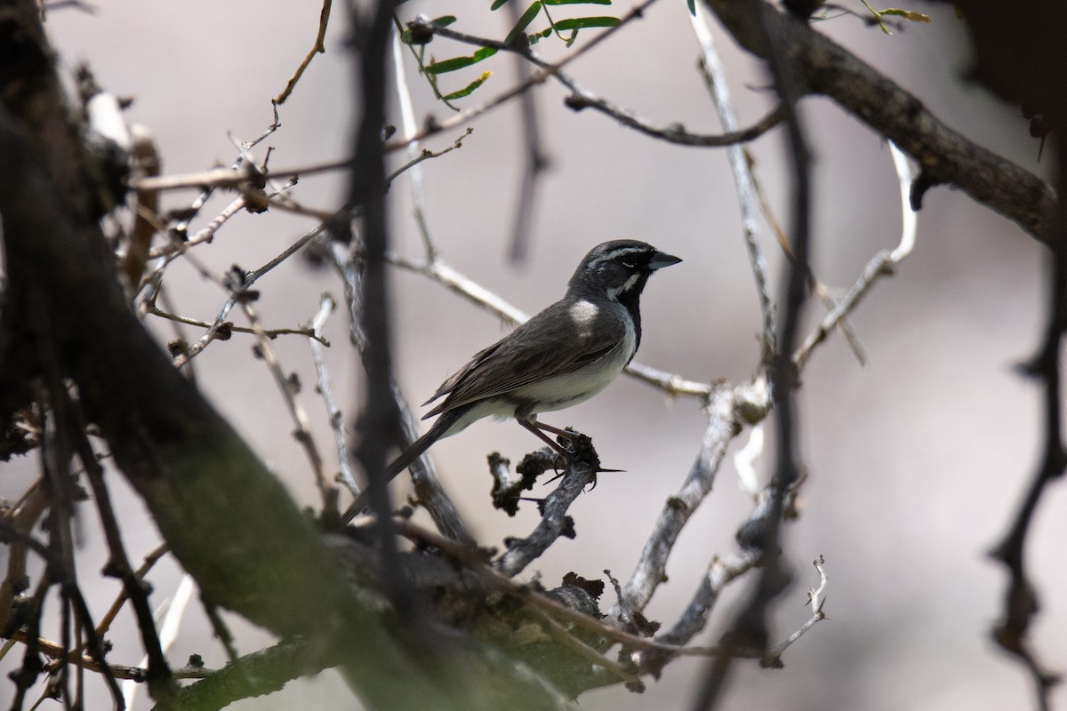 Black-throated Sparrow - ML640681213