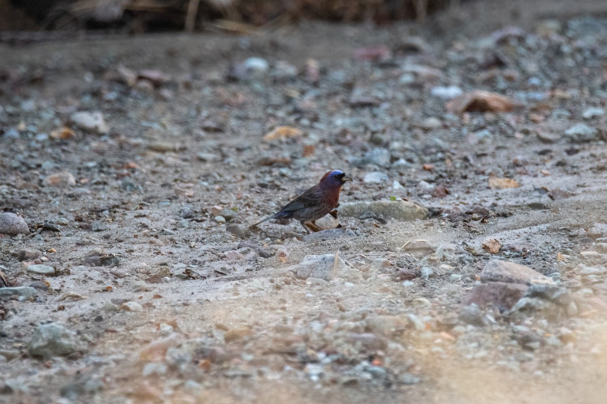 Passerin varié - ML640681239