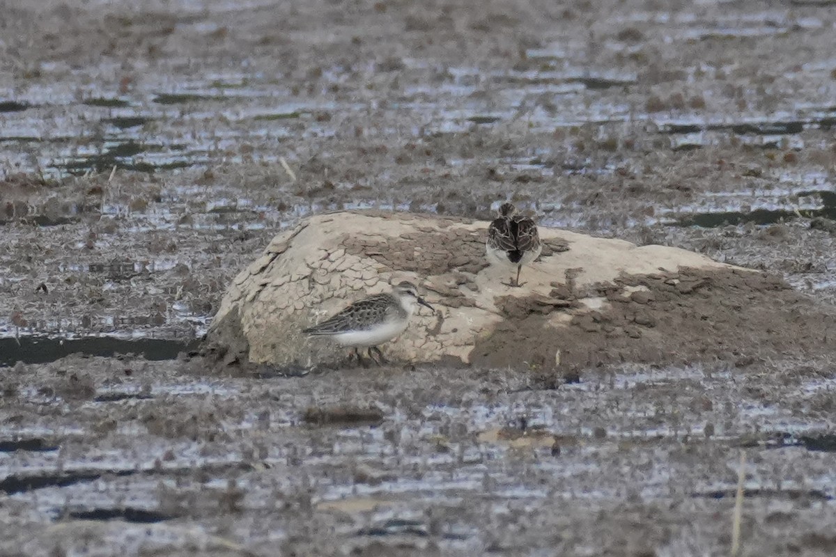Semipalmated Sandpiper - ML640681293