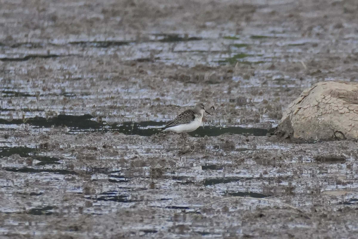 Semipalmated Sandpiper - ML640681294
