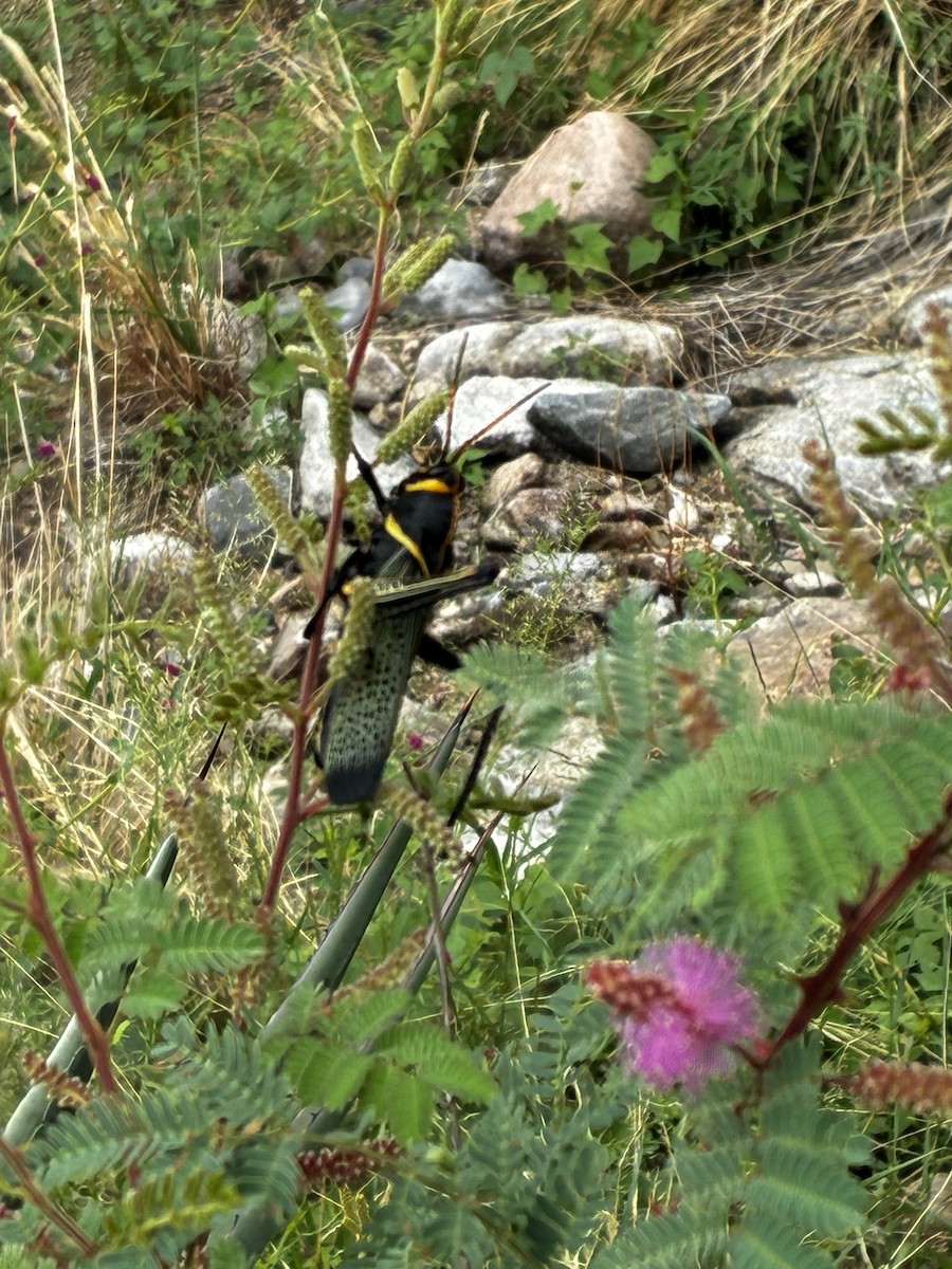 Insects - ML640681303