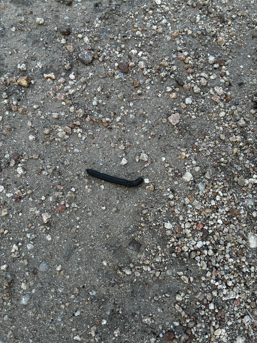 Insects - ML640681306