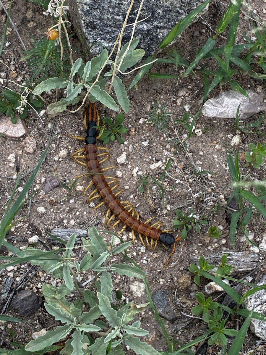 Insects - ML640681307