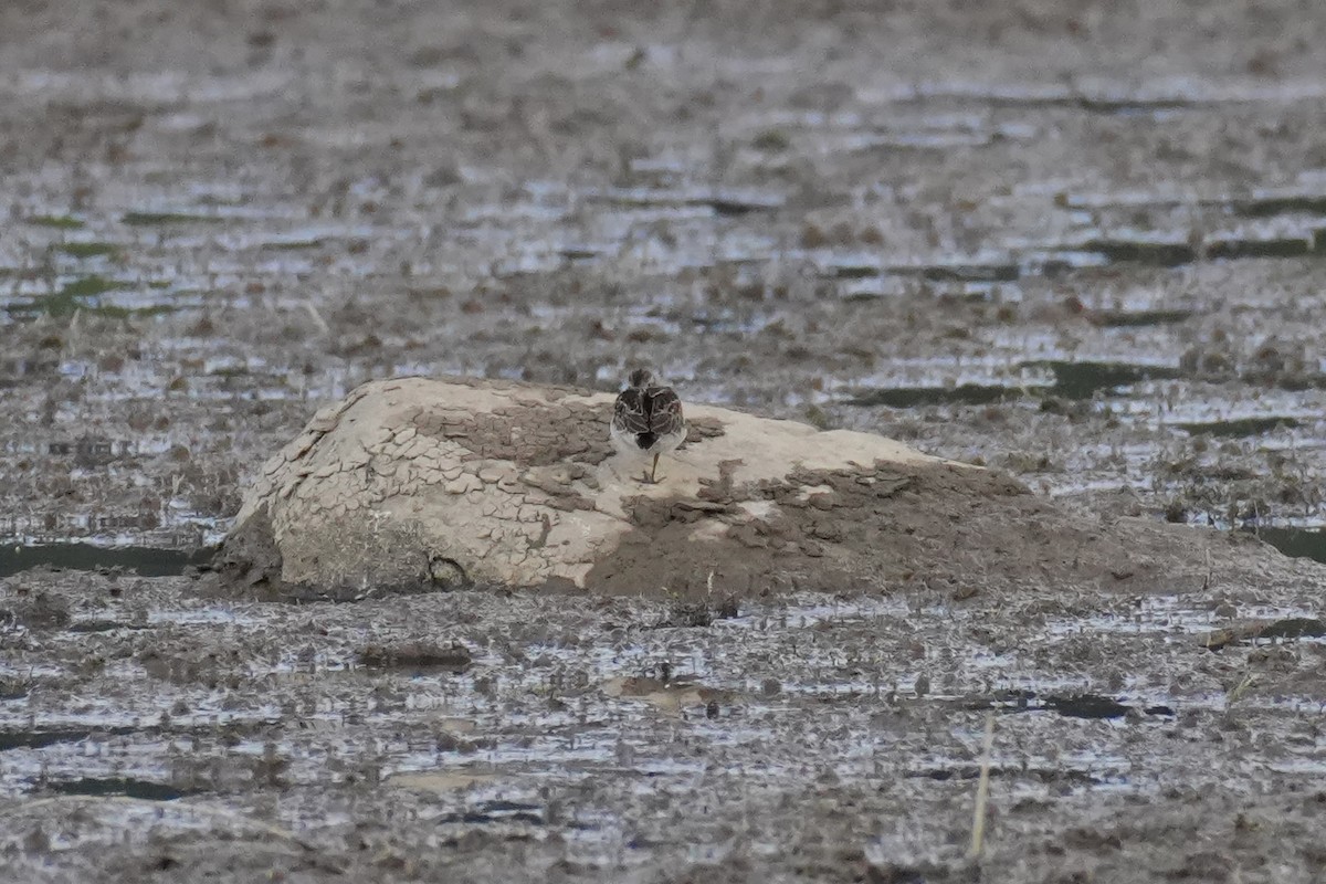Least Sandpiper - ML640681314