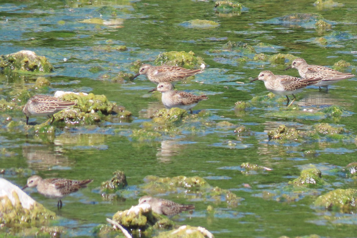 Least Sandpiper - ML640681389