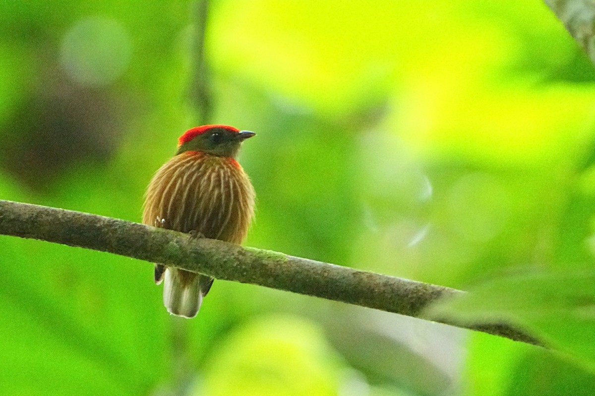 rødstripemanakin - ML640681415