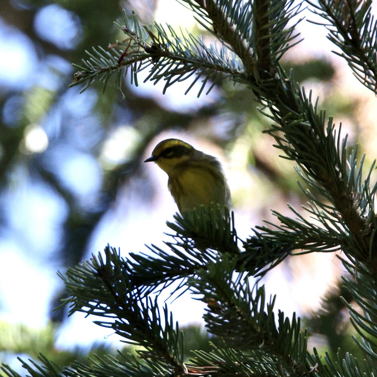 Townsend's Warbler - ML640681438