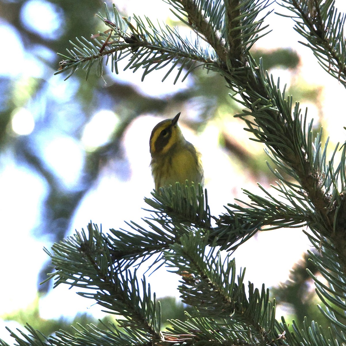Townsend's Warbler - ML640681439