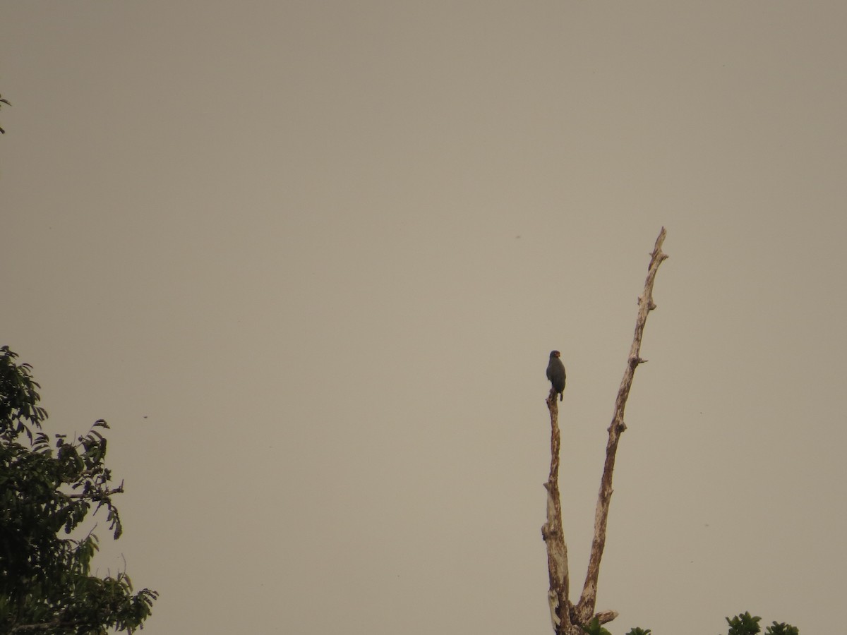 Slate-colored Hawk - ML640681476