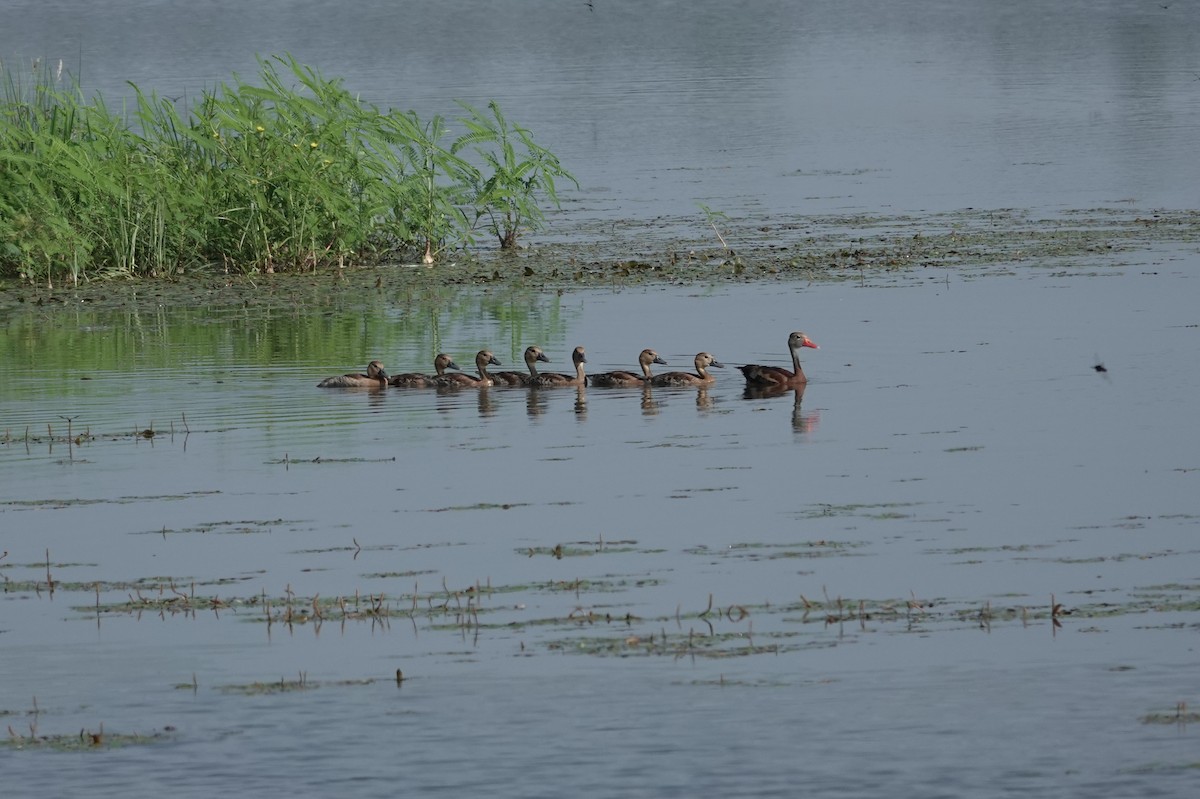 Black-bellied Whistling-Duck - ML640681581