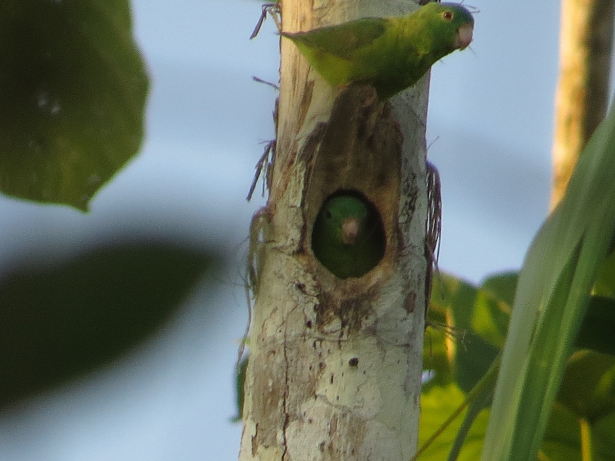 Riparian Parrotlet - ML640681583