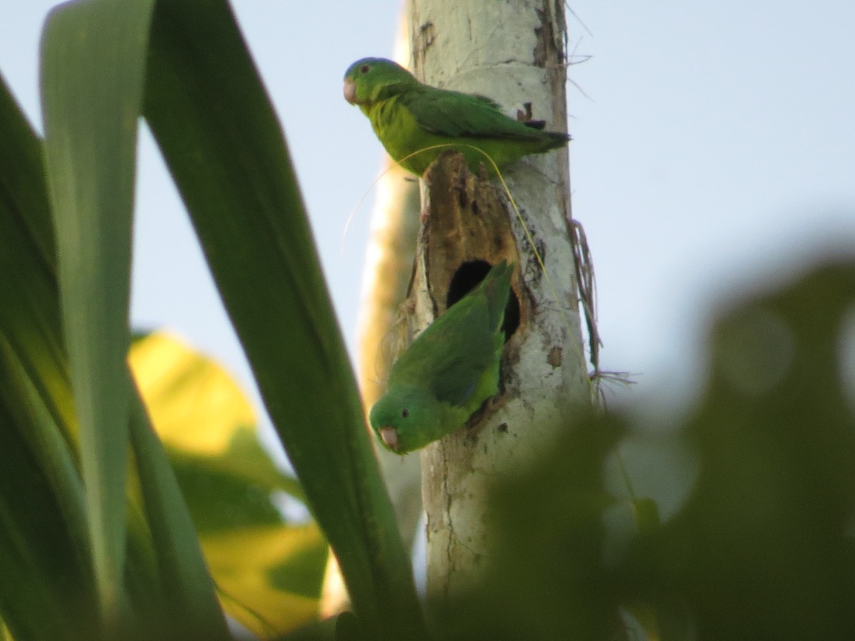 Riparian Parrotlet - ML640681587