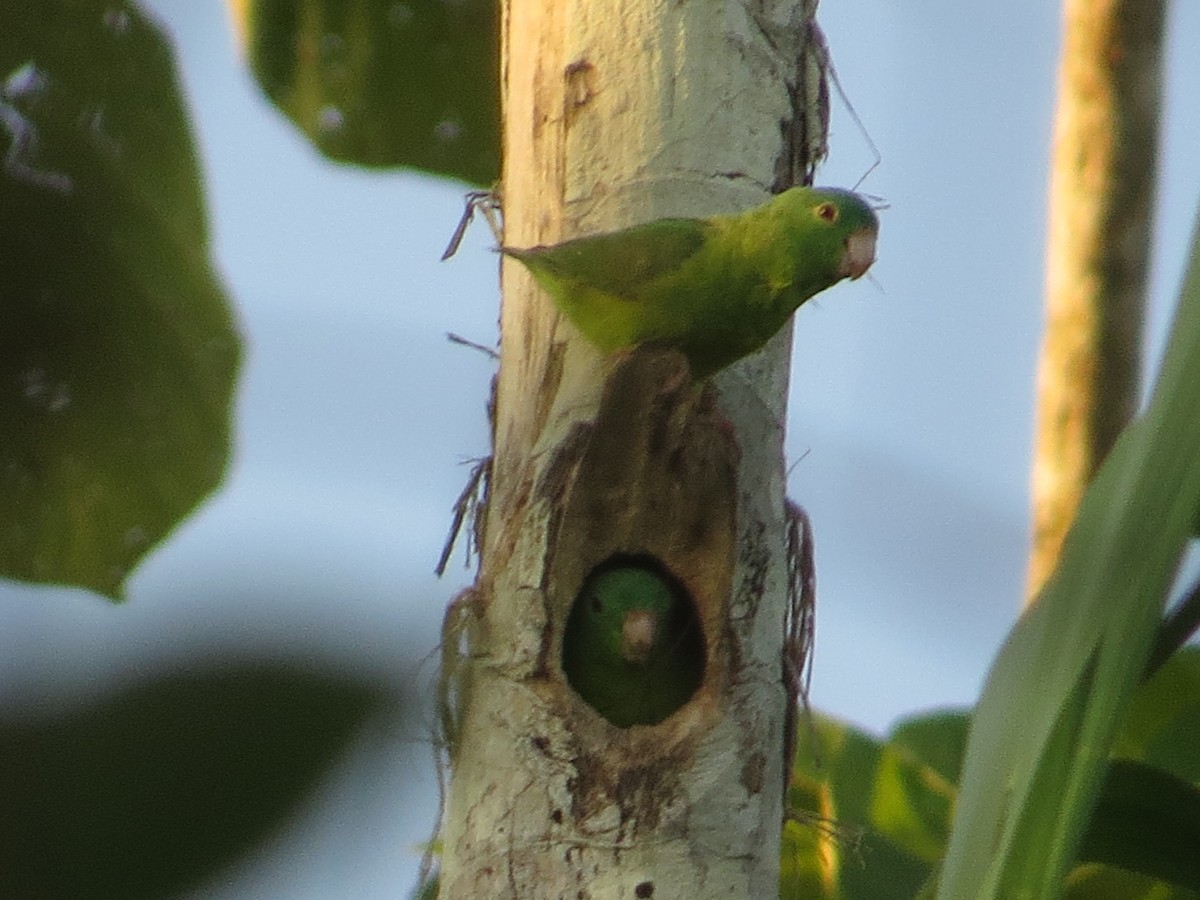 Riparian Parrotlet - ML640681588