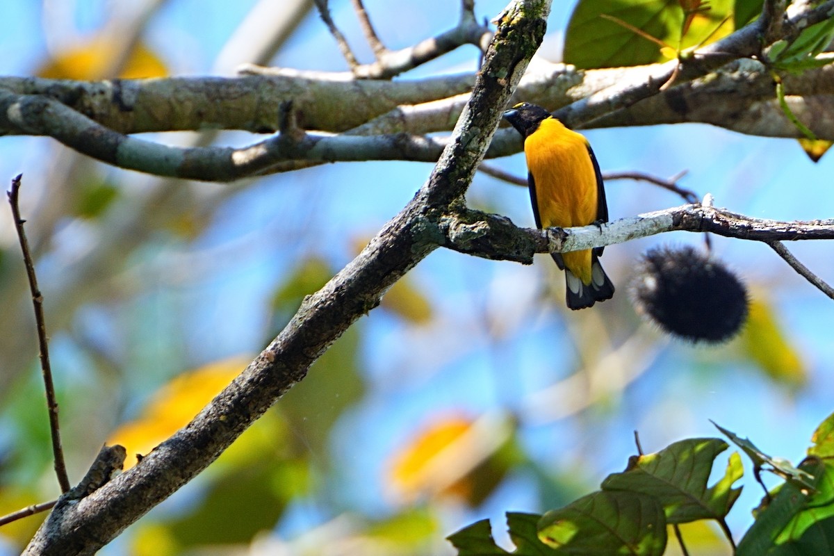 Purple-throated Euphonia - ML640681591