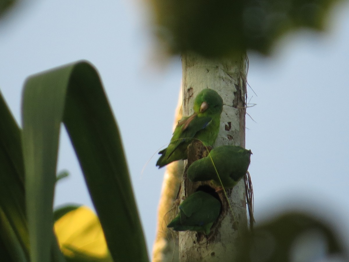 Riparian Parrotlet - ML640681592