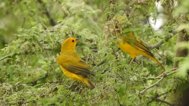 Saffron Finch - ML640681622