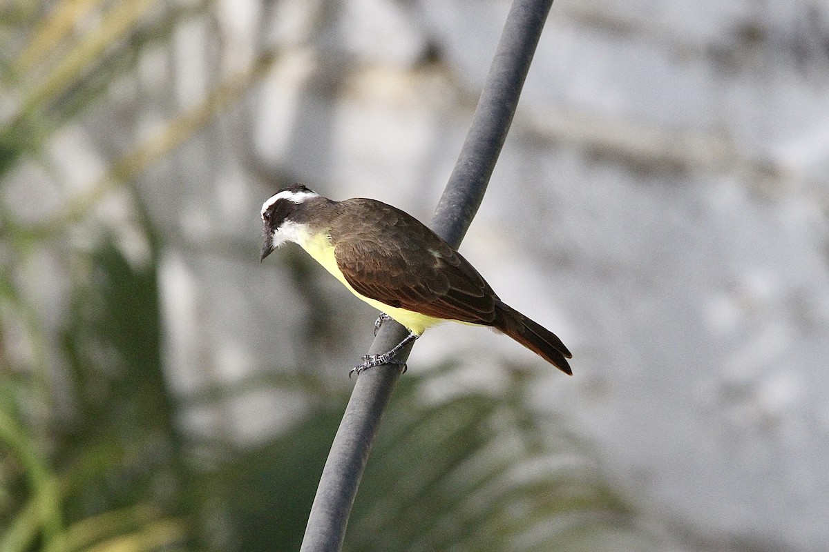 Lesser Kiskadee - ML640681633