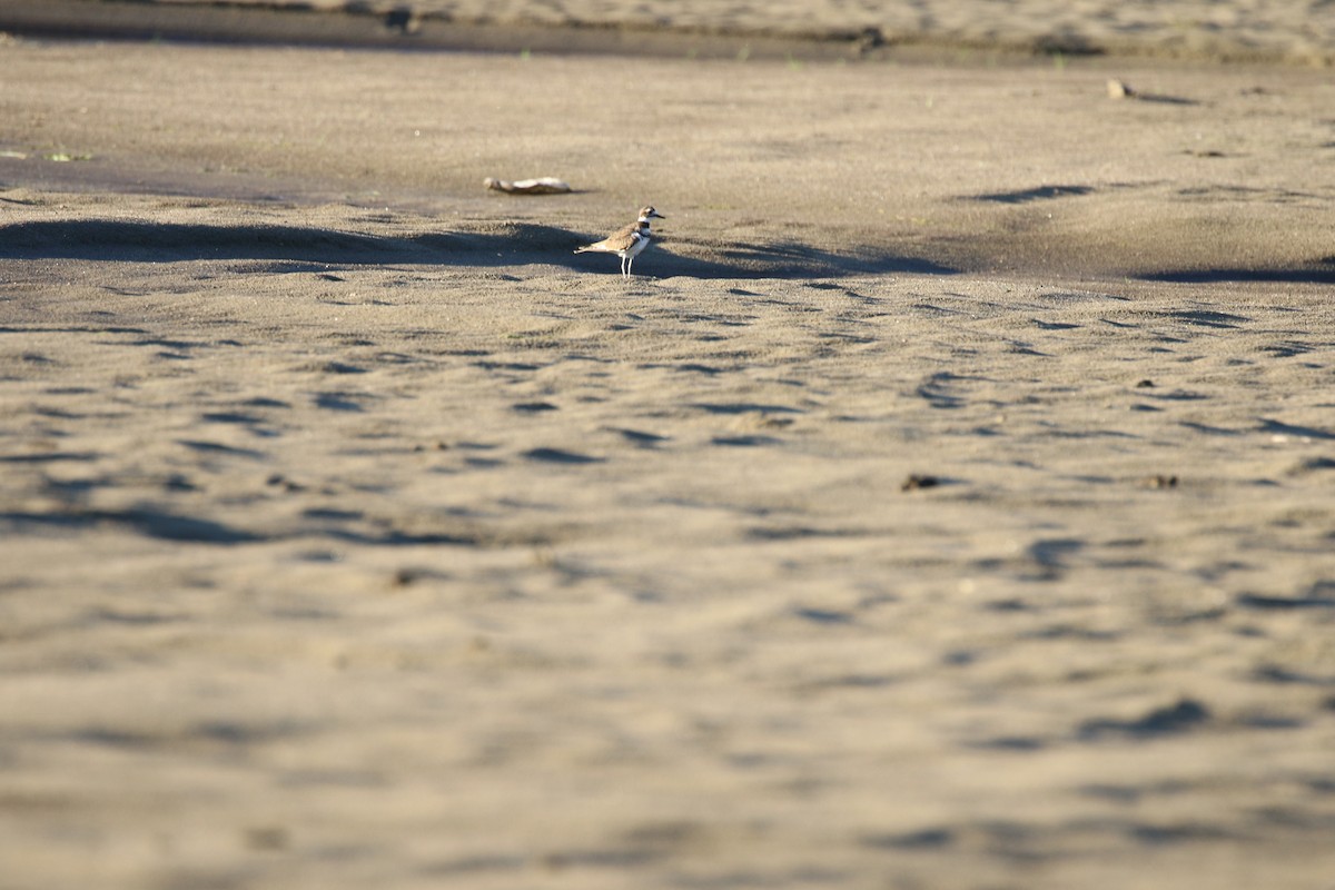 Killdeer - ML640681690