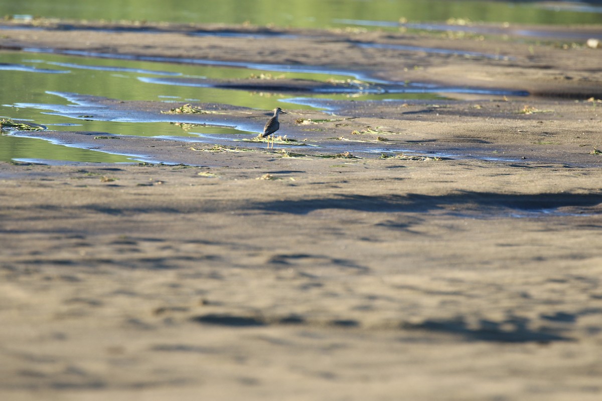 Lesser Yellowlegs - ML640681699