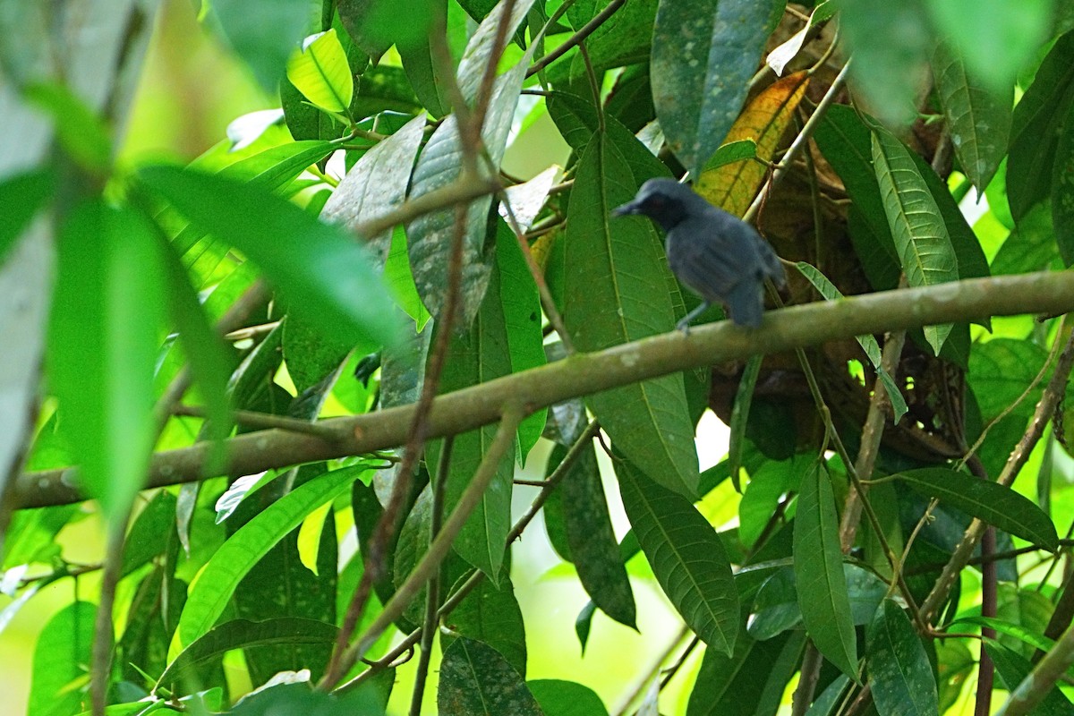 Ash-breasted Antbird - ML640681708