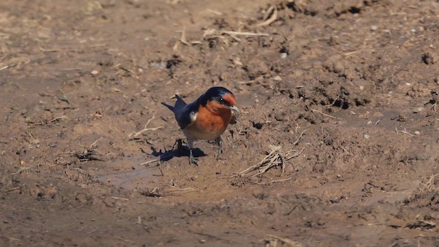 Welcome Swallow - ML640681749