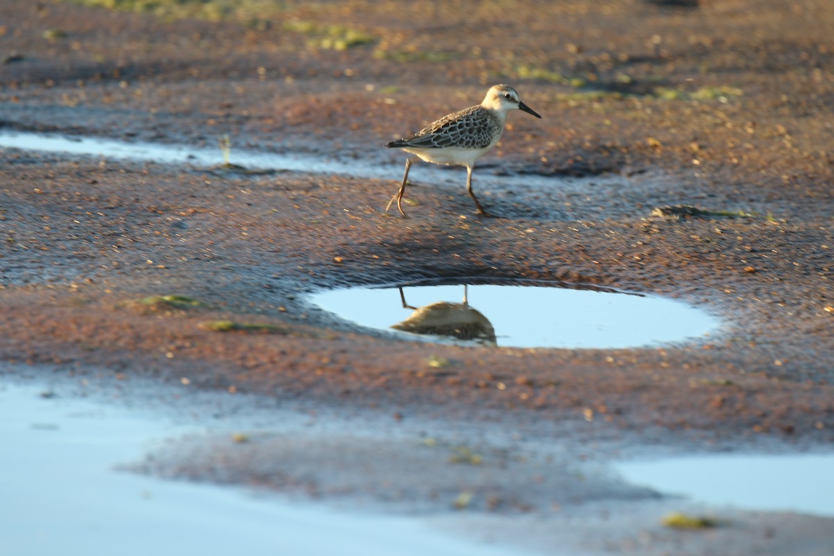 Least Sandpiper - ML640681751
