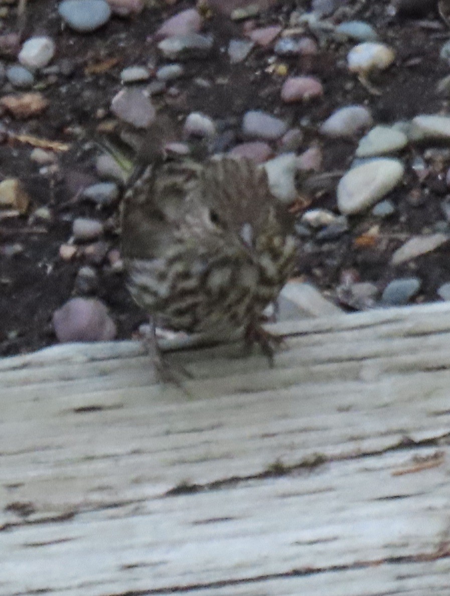 Pine Siskin - ML640681779