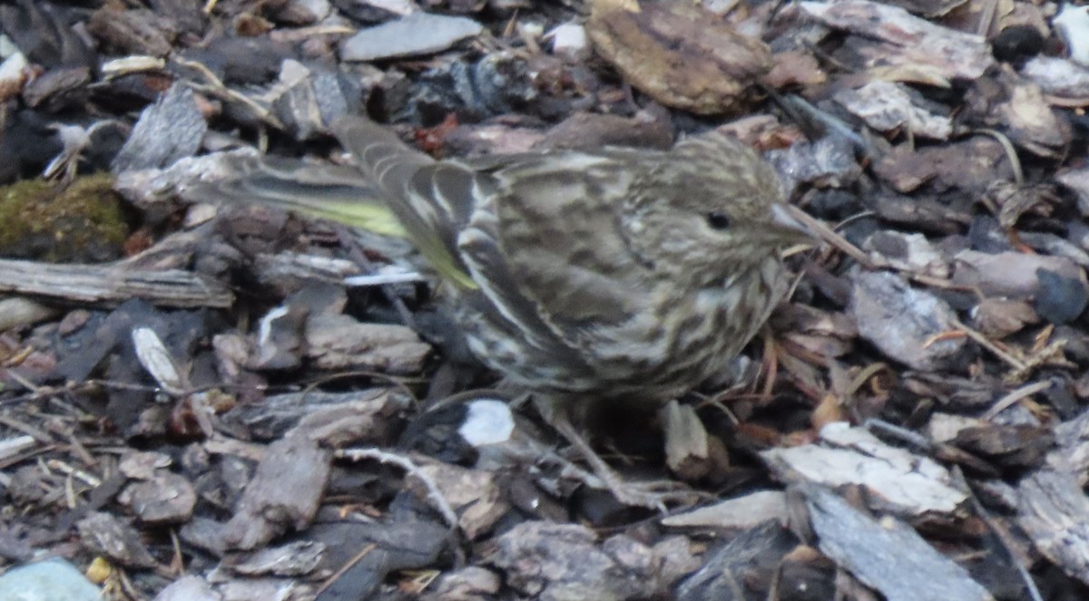 Pine Siskin - ML640681780