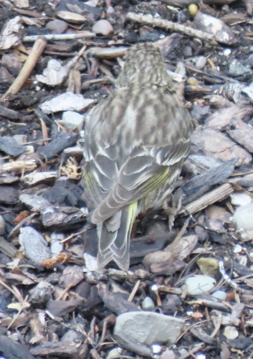 Pine Siskin - ML640681783