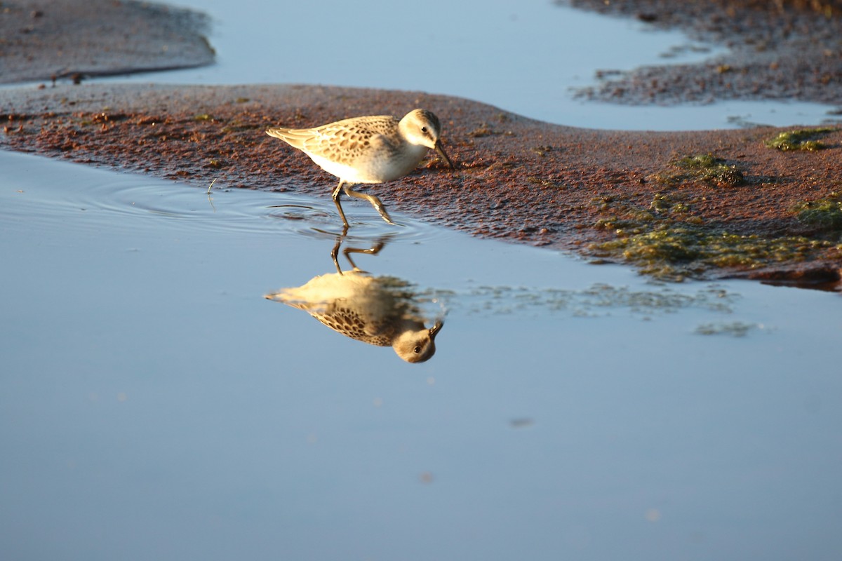 Semipalmated Sandpiper - ML640681804