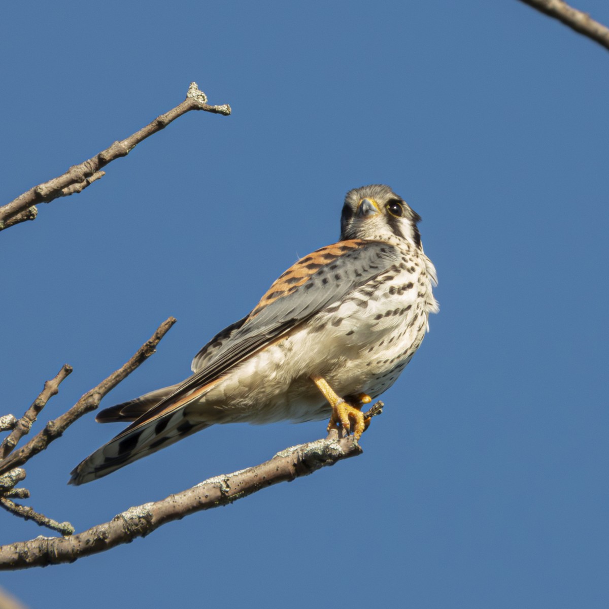 American Kestrel - ML640681911