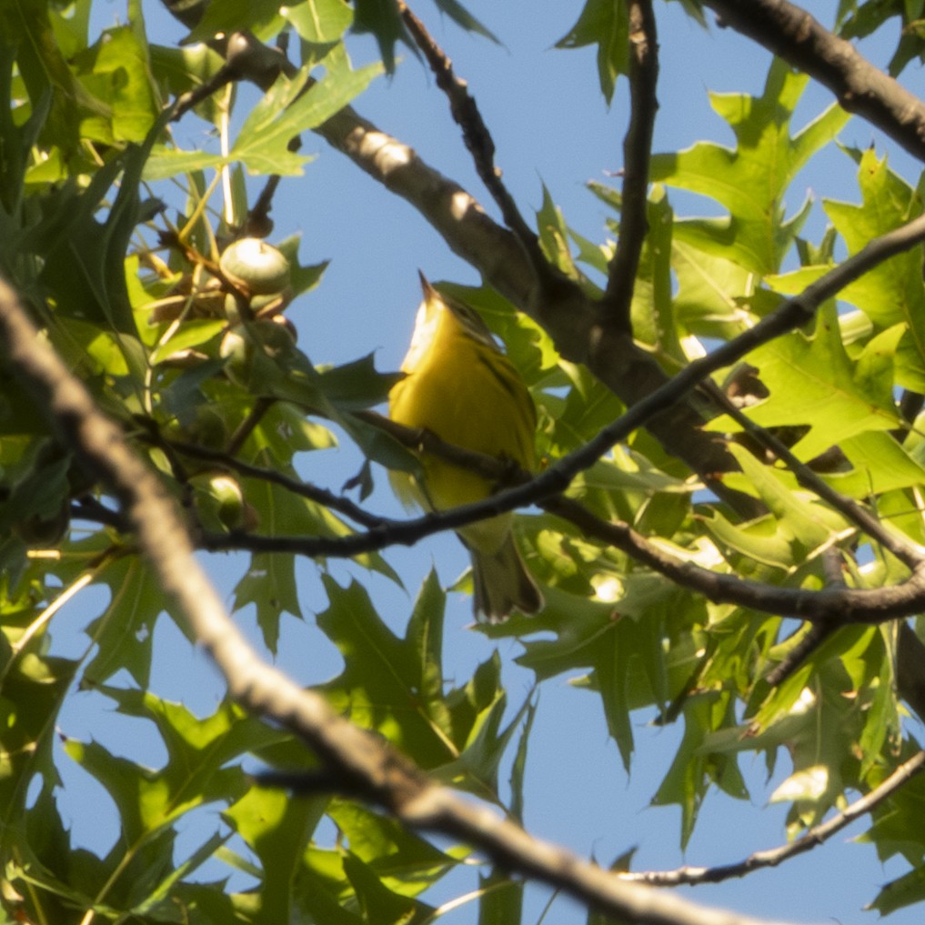 Prairie Warbler - ML640681922