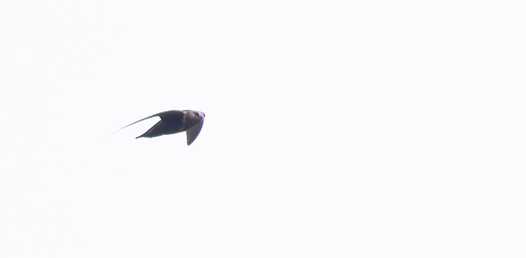 Chestnut-collared Swift - ML640681941