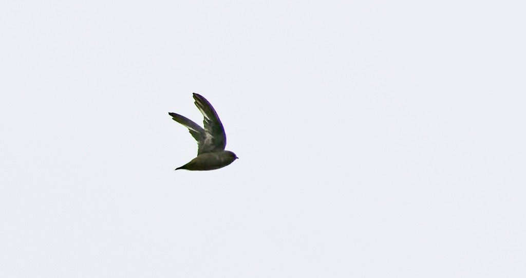 Chestnut-collared Swift - ML640681942