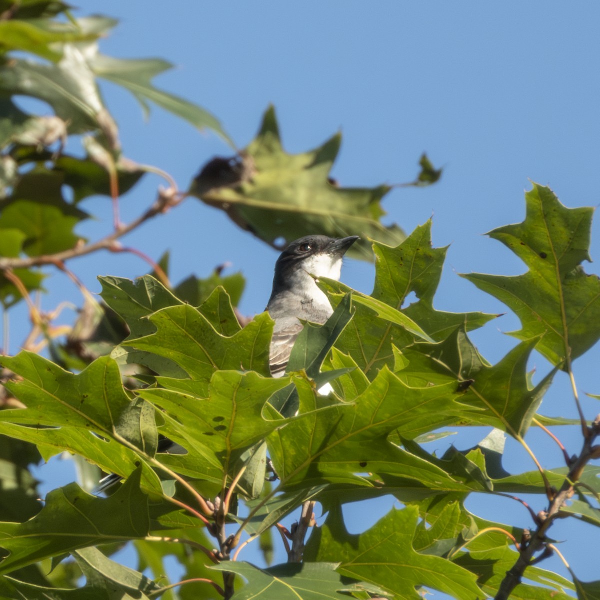 Eastern Kingbird - ML640681946