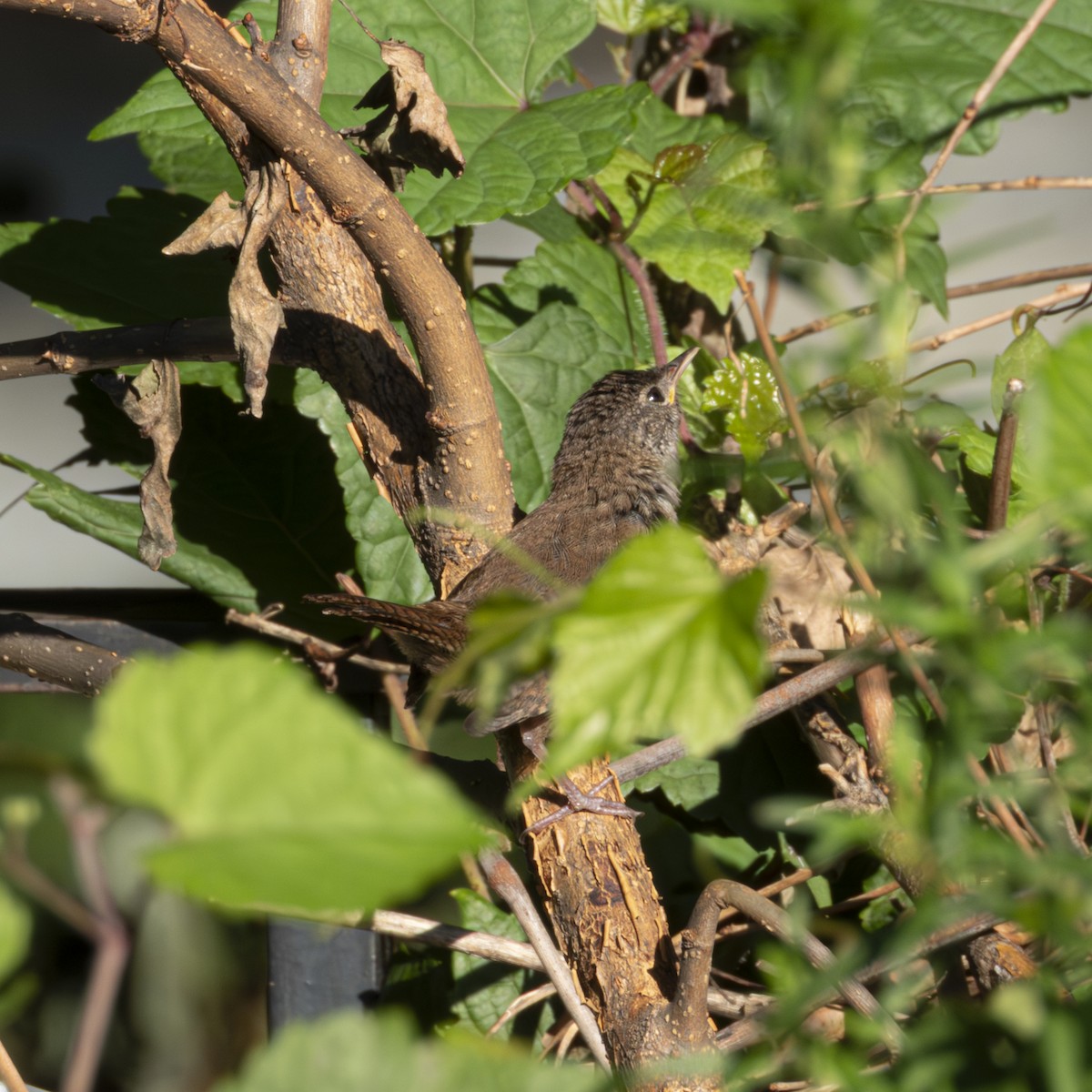 Northern House Wren - ML640681954