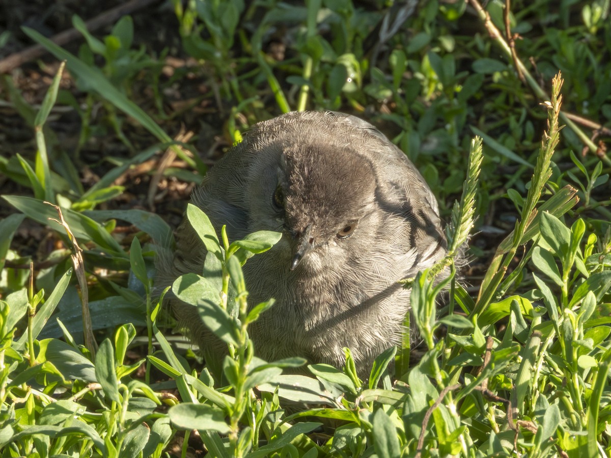 Gray Catbird - ML640681967
