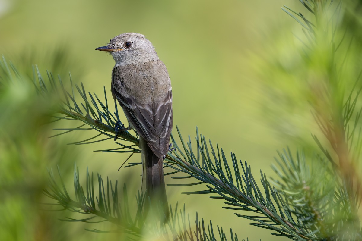 Dusky Flycatcher - ML640682039