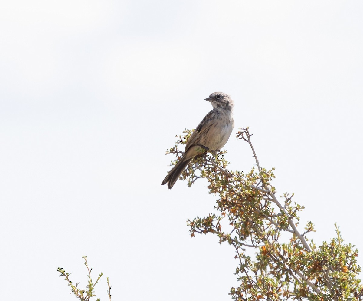Sagebrush Sparrow - ML640682059