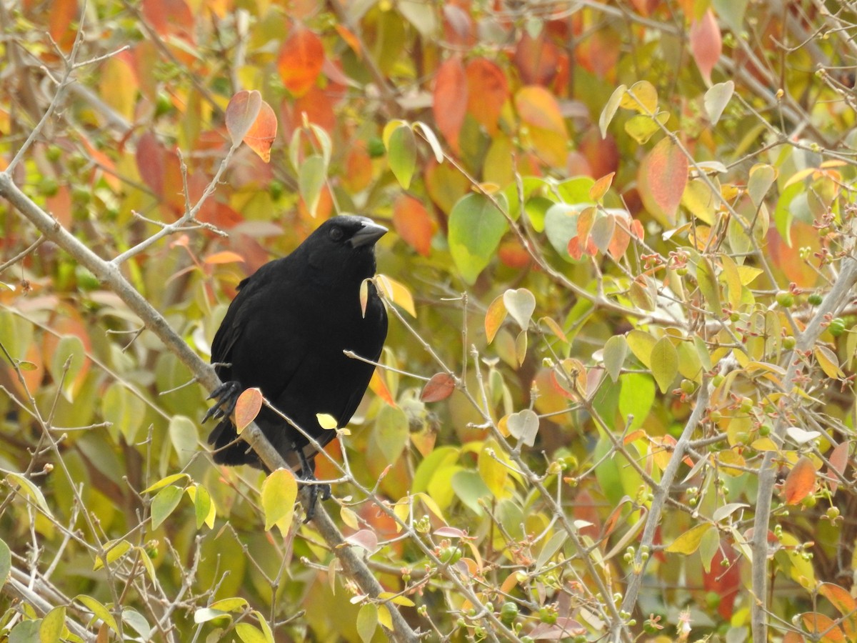Scrub Blackbird - ML640682171