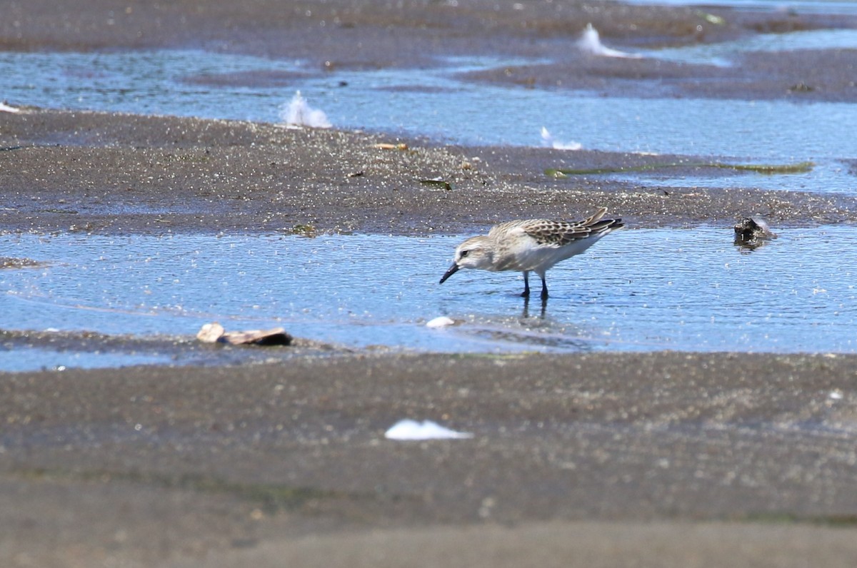 Semipalmated Sandpiper - ML640682247