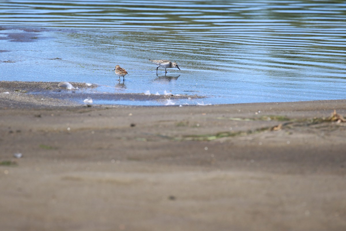 Least Sandpiper - ML640682318