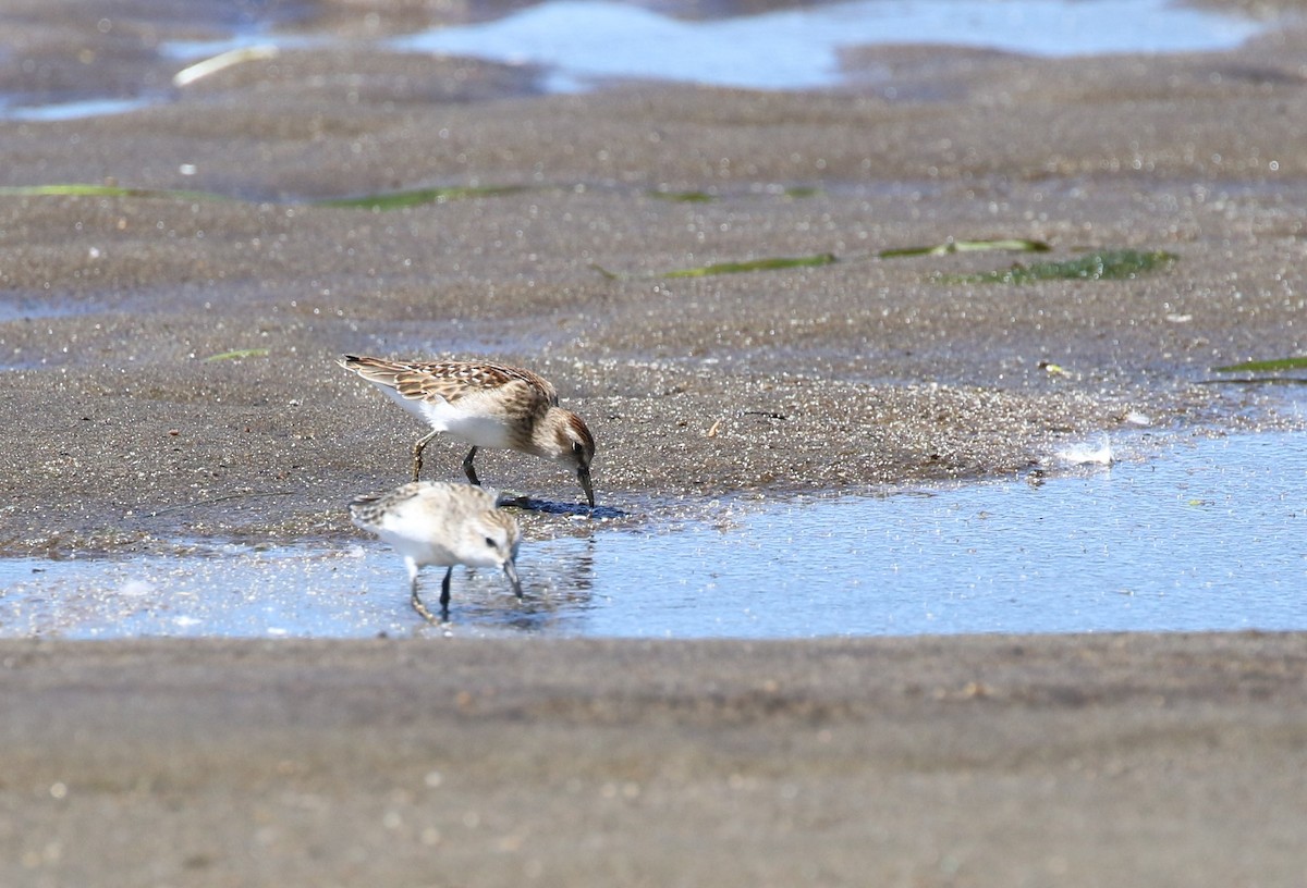Least Sandpiper - ML640682345