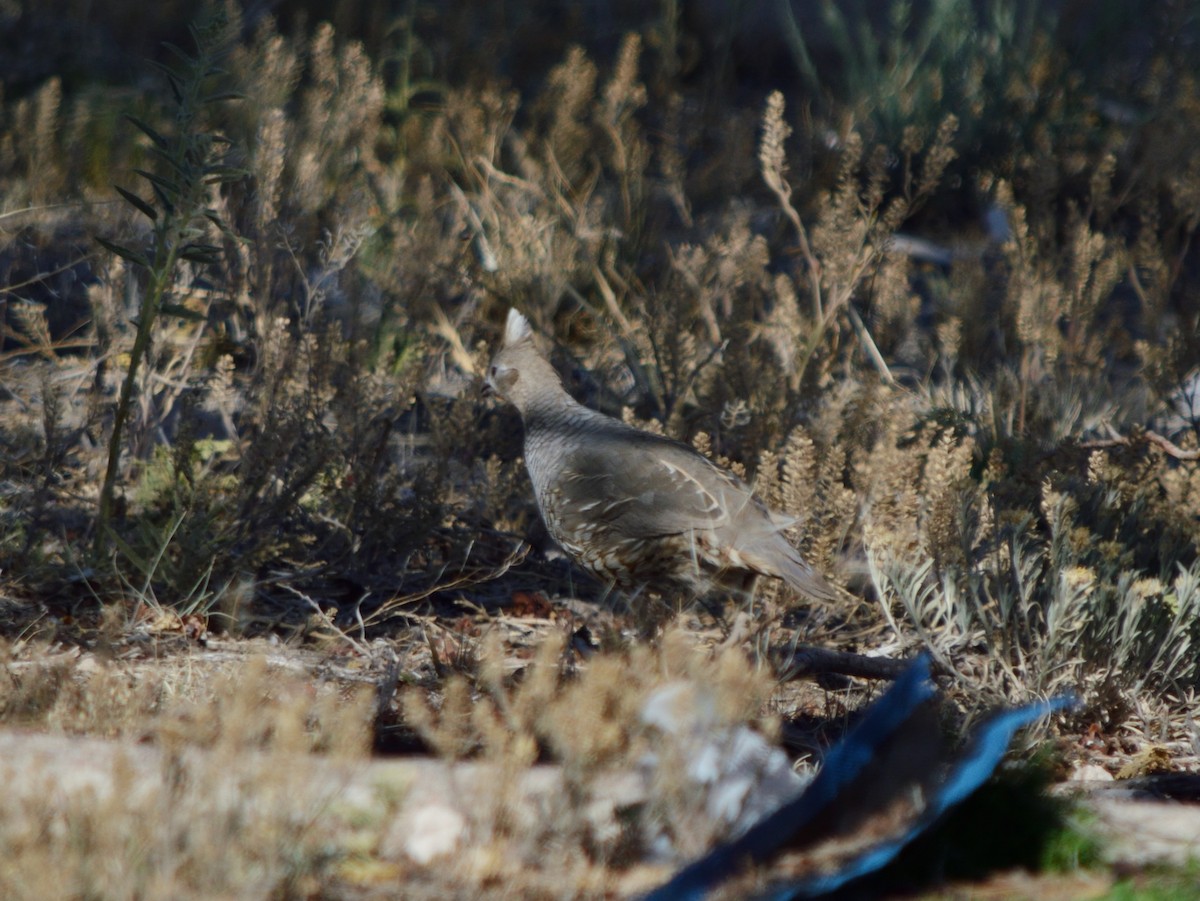 Scaled Quail - ML640682347