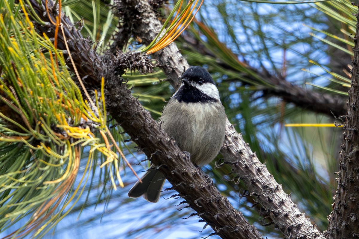 Mexican Chickadee - ML640682375