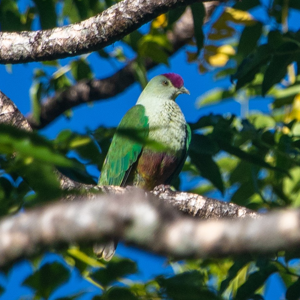 Crimson-crowned Fruit-Dove - ML640682399